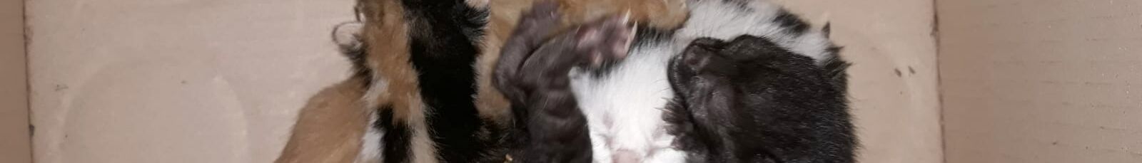 Cinco gatitos recién nacidos abandonados
